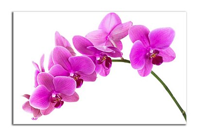 Fototapeta Orchidea na bielom pozadí 24784